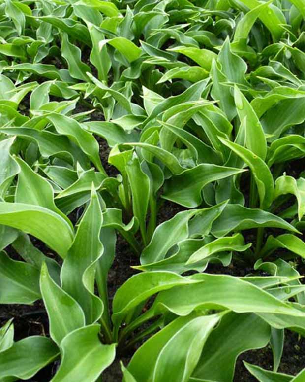 Hosta Harry Van Trier Funkia - Hosta harry van trier - Plantes