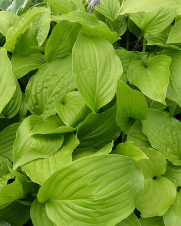 Hosta Hadspen White Funkia - Hosta hadspen white - Plantes