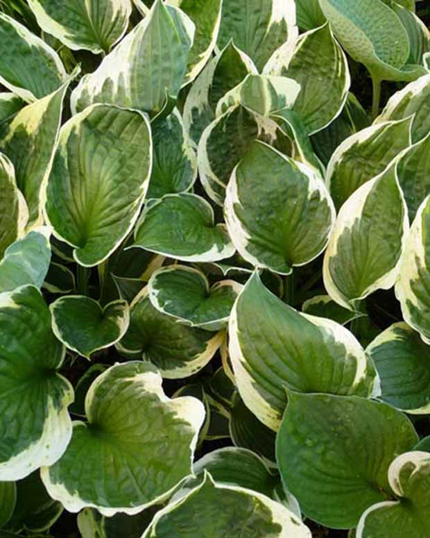 Hosta Independence Funkia - Hosta independence - Plantes