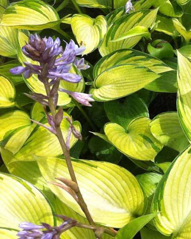 Hosta June Fever - Hosta june fever - Plantes