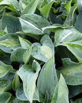 Hosta Kiwi Full Monty Funkia - Hosta kiwi full monty - Plantes