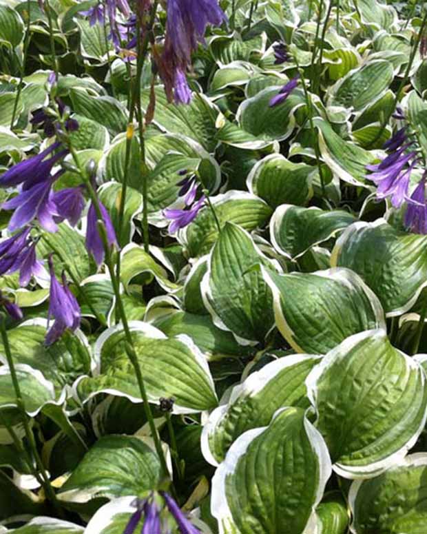 Hosta Koriyama Funkia - Hosta koriyama - Plantes