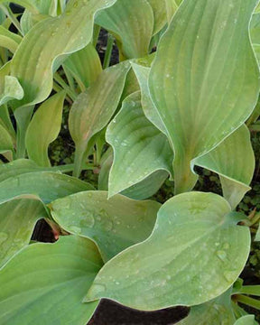 Hosta Krossa Regal Funkia - Hosta krossa regal - Plantes