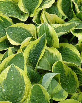 Hosta Mama Mia Funkia - Hosta mama mia - Plantes