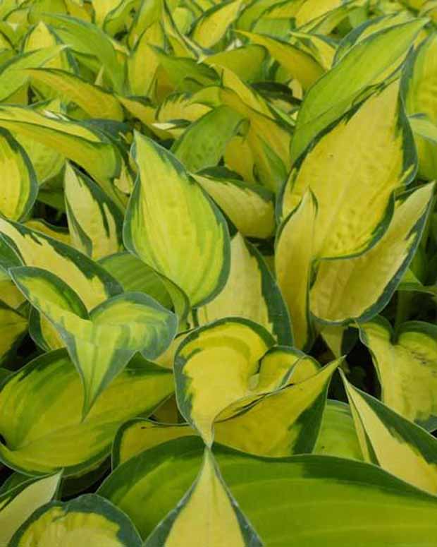 Hosta Orange Marmelade Funkia - Hosta hybride orange marmelade - Plantes