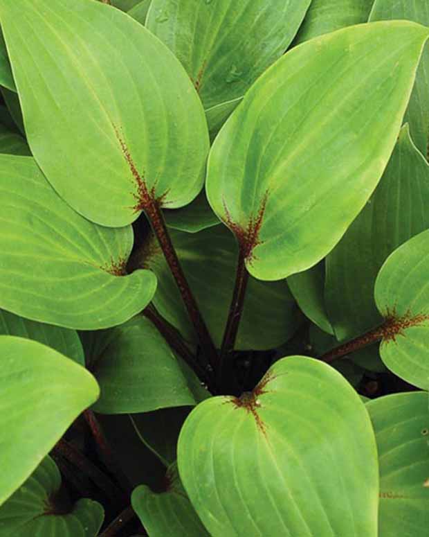 Hosta Purple Heart Funkia - Hosta purple heart - Plantes