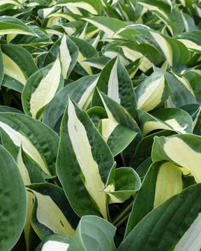 Hosta Risky Business - Hosta risky business - Plantes