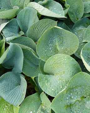 Hosta Ryans Big One Funkia - Hosta ryans big one - Plantes