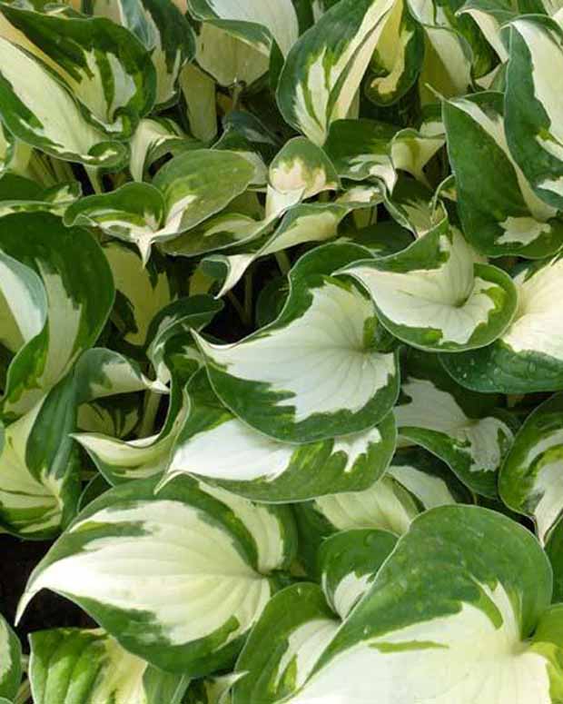 Hosta Reversed Patriot Funkia - Hosta reversed patriot - Plantes