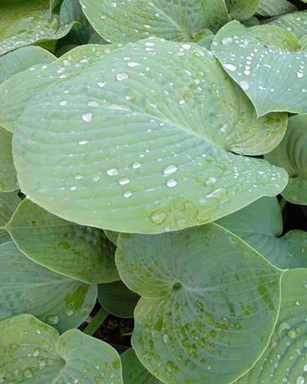 Hosta True Blue Funkia - Hosta true blue - Plantes