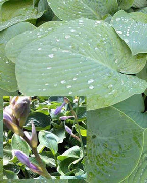 Hosta True Blue Funkia - Hosta true blue - Plantes vivaces