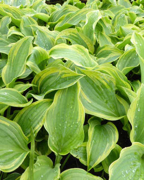 Hosta The King - Hosta the king - Plantes