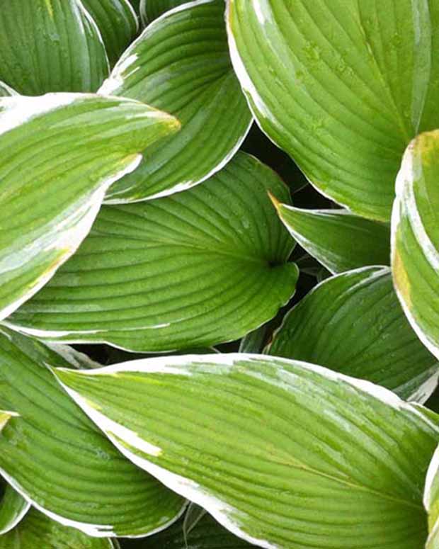 Hosta White On Funkia - Hosta white on! - Plantes