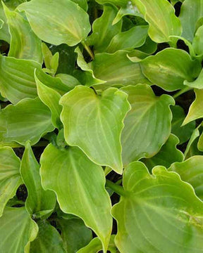 Hosta Invincible Funkia - Hosta invincible - Plantes