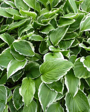 Hosta à feuilles ondulées Funkia undulata Marginata - Hosta undulata albomarginata - Plantes