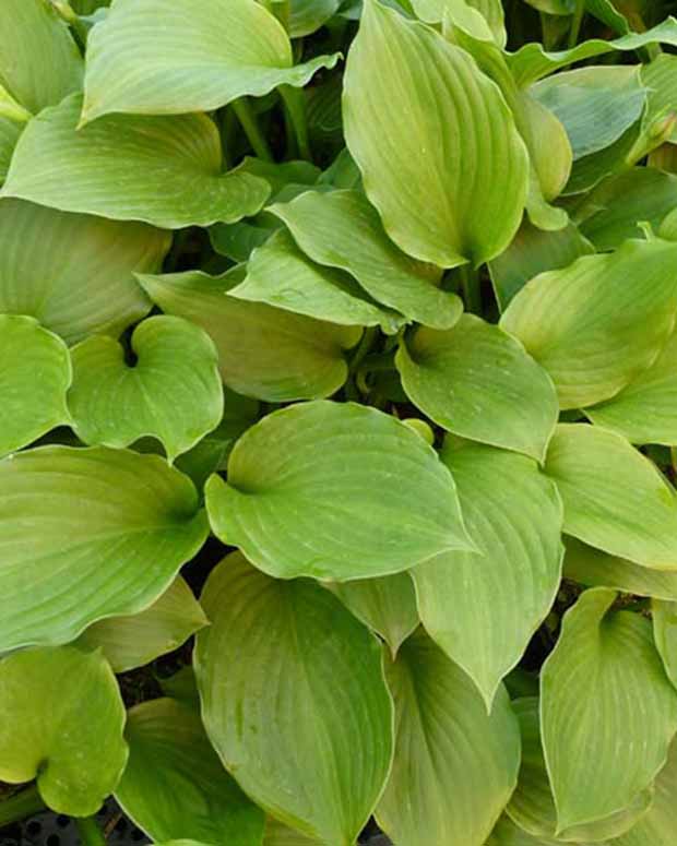 Hosta à feuilles ondulées Erromena - Hosta undulata erromena - Plantes