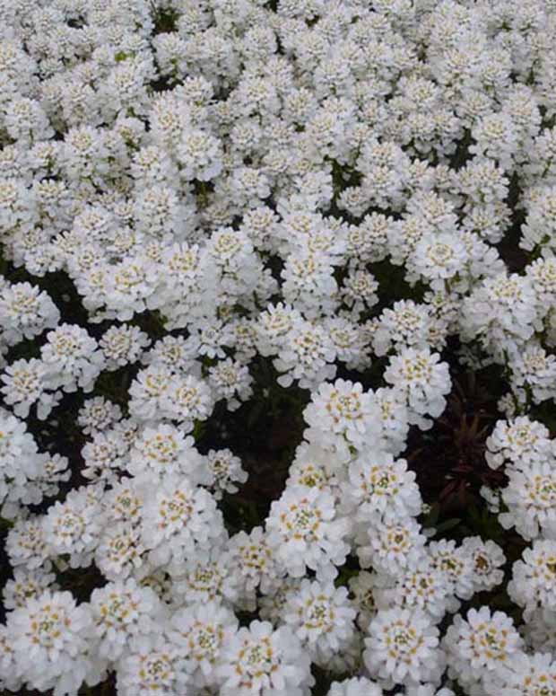 3 Corbeilles d'argent Appen-Etz - Iberis - Iberis sempervirens appen-etz - Plantes