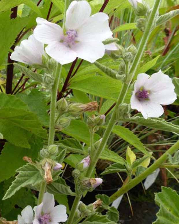 Guimauve officinale - Althaea officinalis - Plantes