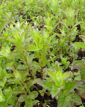 Menthe verte frisée - Mentha spicata crispa - Plantes