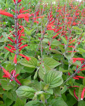 Sauge-ananas Scarlet Pineapple - Salvia elegans scarlet pineapple - Plantes