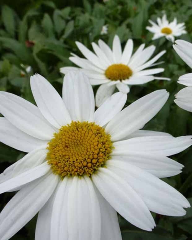 Marguerite d'été Gruppenstolz Leucanthème Gruppenstolz - Leucanthemum x superbum gruppenstolz - Plantes