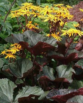 Ligulaire à feuilles dentées Britt Marie Crawford - Ligularia dentata britt-marie crawford - Plantes