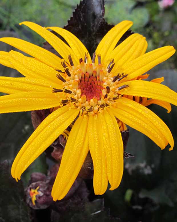 Ligulaire à feuilles dentées Pandora - Ligularia dentata pandora - Plantes