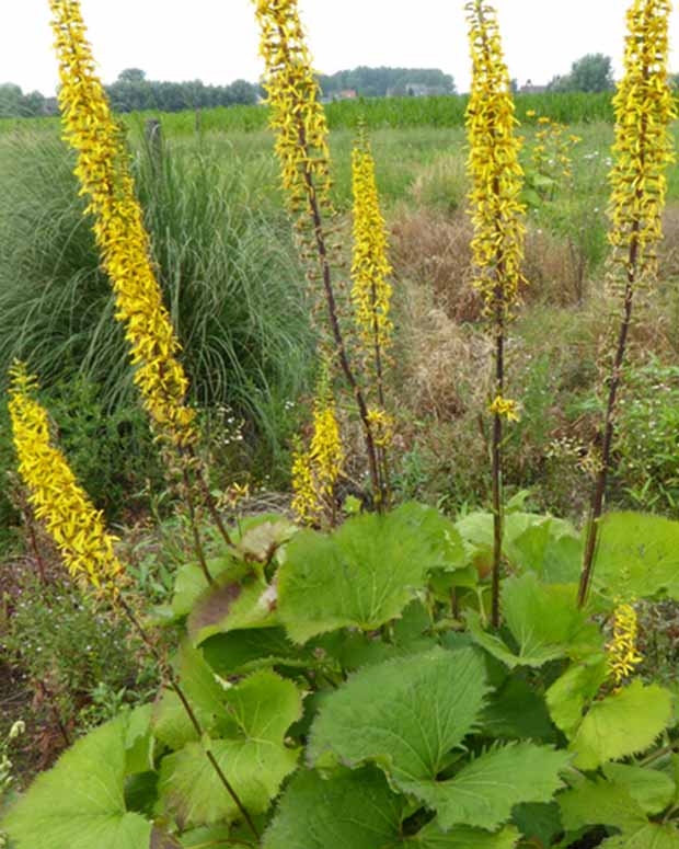 Ligulaire Zepter - Ligularia zepter - Plantes