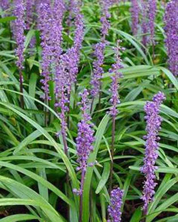 Liriope Super Blue Faux-muscari Super Blue - Liriope muscari super blue - Plantes