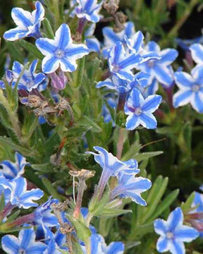 Grémil diffus Star - Lithodora diffusa star - Plantes