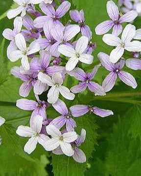 Monnaie du pape vivace Lunaire vivace Lunaria odorante - Lunaria rediviva - Plantes