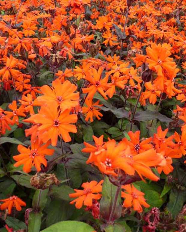 3 Croix de Jérusalem Vesuvius - Lychnis arkwrightii vesuvius - Plantes