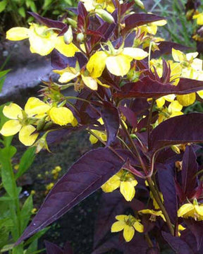 Lysimaque ciliée Firecracker - Lysimachia ciliata firecracker - Plantes