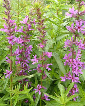 Salicaire Anceps - Lythrum salicaria ssp intermedium - Plantes