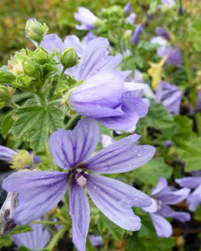 Mauve d'Alger - Malva sylvestris primley blue - Plantes