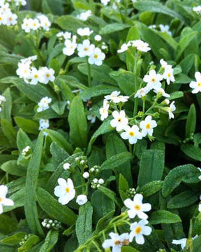 Myosotis des marais Ice Pearl - Myosotis palustris ice pearl - Plantes