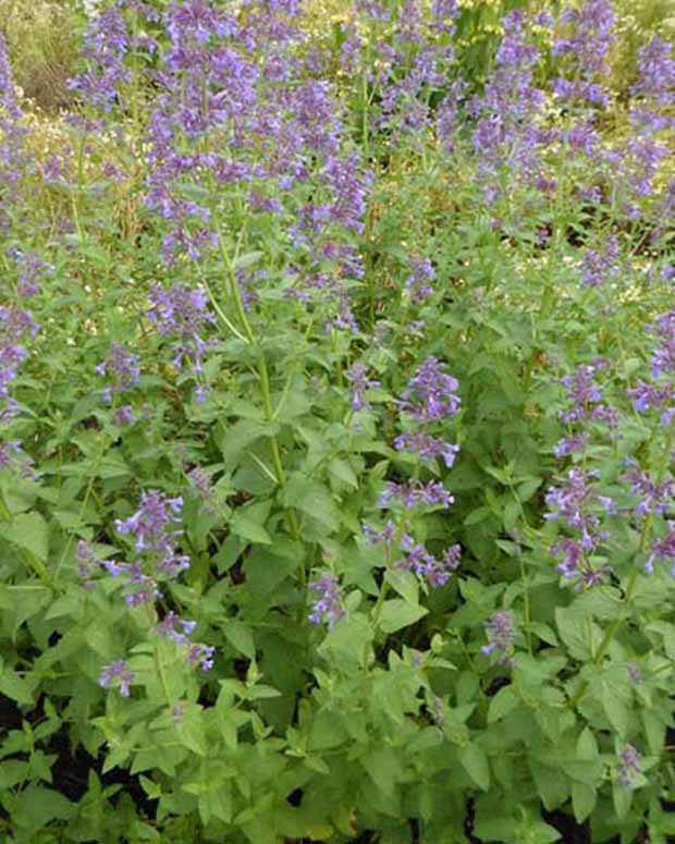 Herbe à chats géante Dawn To Dusk - Nepeta grandiflora dawn to dusk - Plantes