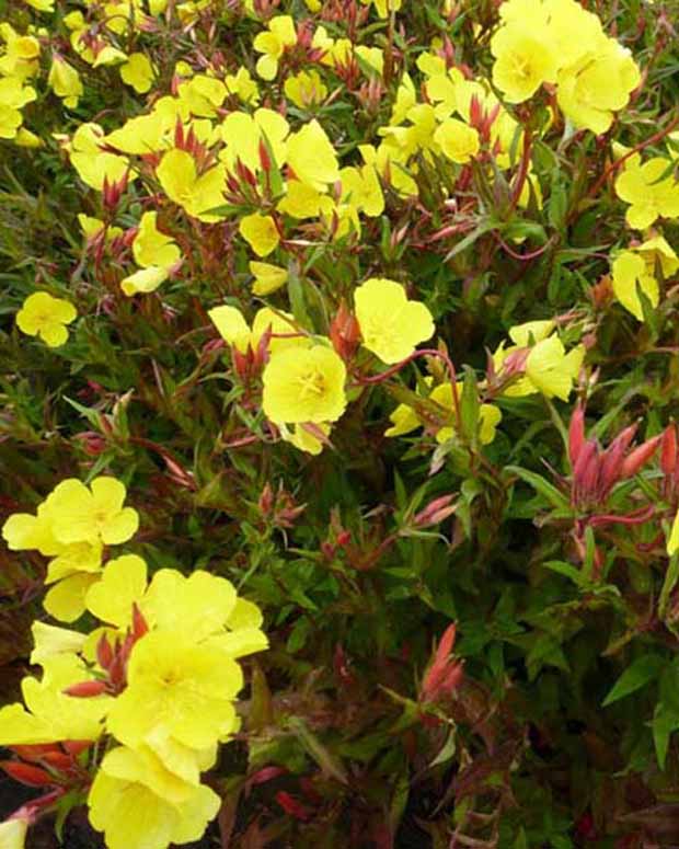 Oenothère Onagre Erica Robin - Oenothera fruticosa erica robin - Plantes