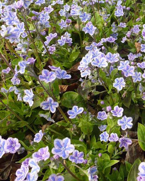 Omphalodes Cappadocica Starry Eyes - Omphalodes cappadocica starry eyes - Plantes