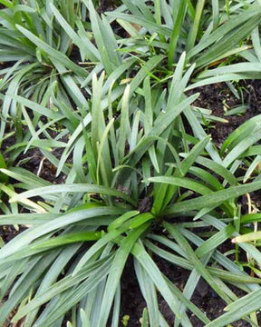 Ophiopogon japonicus - Ophiopogon japonicus minor - Plantes