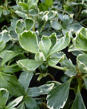 Pachysandre Variegata - Pachysandra terminalis variegata - Plantes