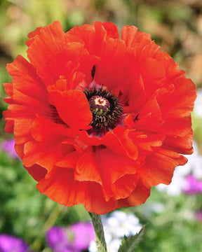 Pavot d'Orient Eyecatcher - Papaver orientale eyecatcher - Plantes