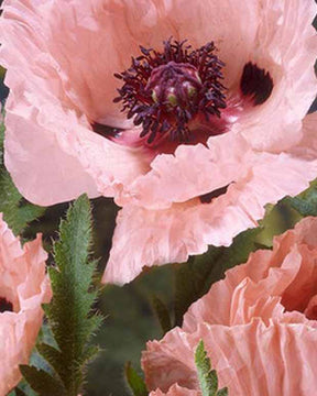 Pavot d'Orient Mrs Perry - Papaver orientale mrs perry - Plantes vivaces