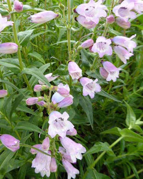 Galane Stapleford Gem - Penstemon stapleford gem - Plantes