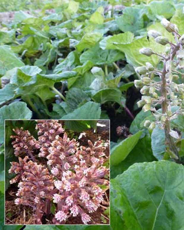 Grand pétasite - Petasites hybridus - Plantes