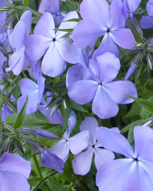 Phlox divariqué Blue Moon - Phlox blue moon - Plantes