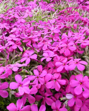 3 Phlox nain de Douglas Crackerjack - Phlox crackerjack - Plantes