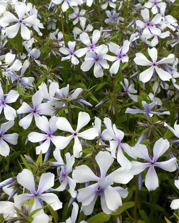 Phlox divaricata Dirigo Ice - Phlox divaricata dirigo ice - Plantes