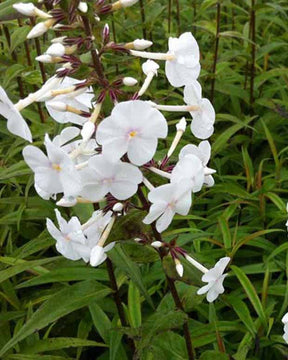 3 Phlox maculé Omega - Phlox maculata omega - Plantes