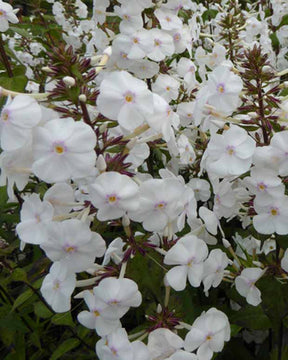 Phlox Avalanche Phlox maculé Schneelawine - Phlox maculata schneelawine - Plantes